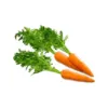 Picture of Platone Carrot Seed