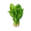 Picture of Platone Carrot Seed