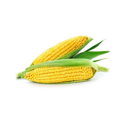 Picture of American Sweet Corn
